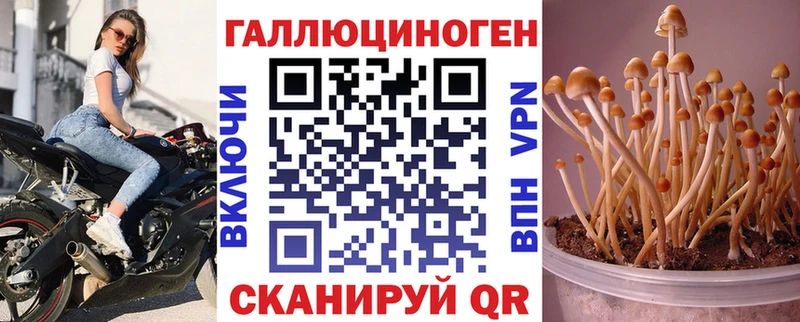 Купить закладки  Чадан  Псилоцибиновые грибы GOLDEN TEACHER 
